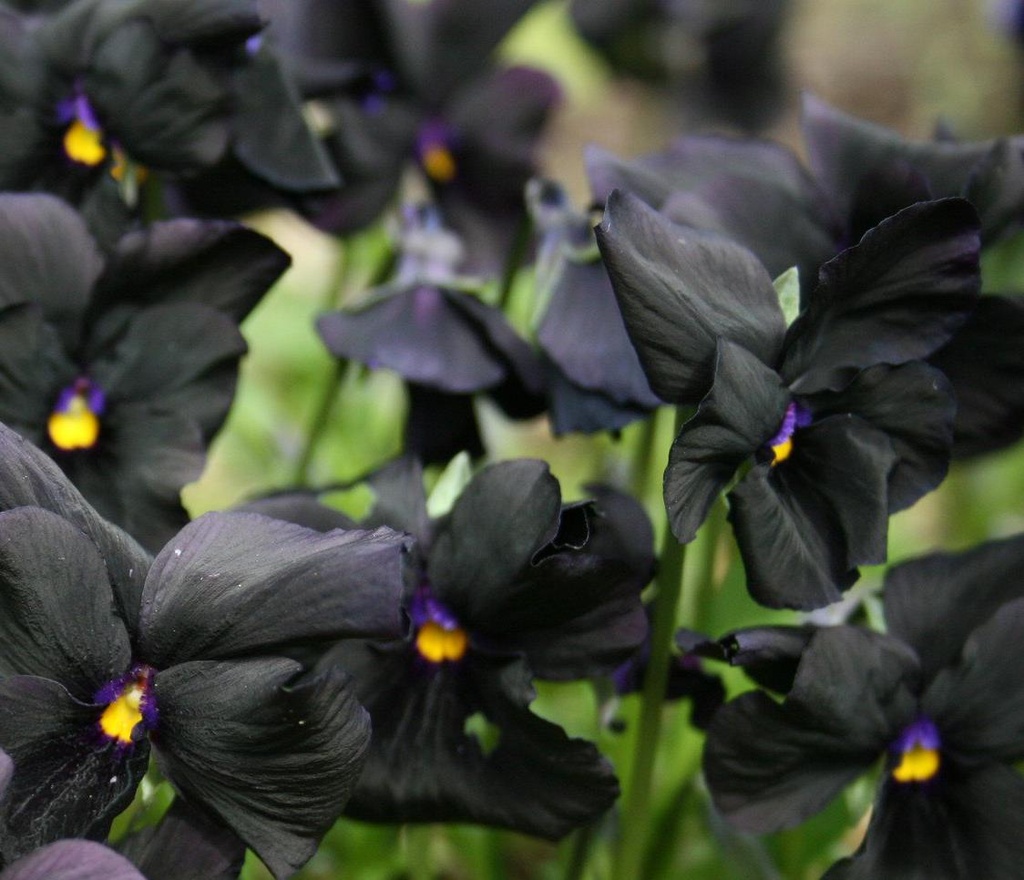 [VIMSAND] Viola (C) 'Molly Sanderson' (pot   9cm)