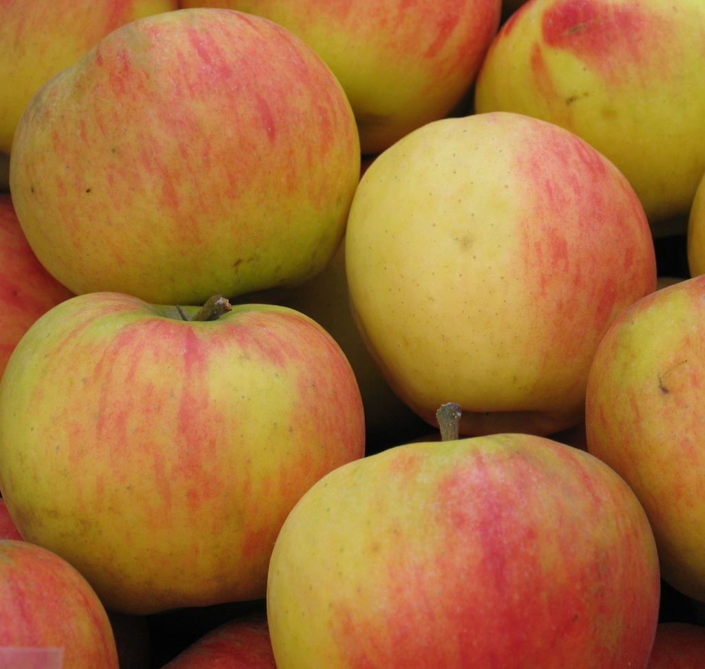 [APELSTA] Appel 'ELSTAR' (hoogstam, —, pot)