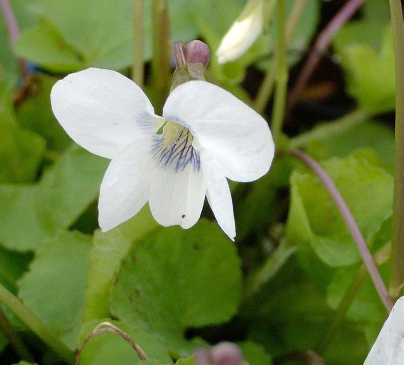 [VIORWED] Viola odorata 'Royal Wedding'
