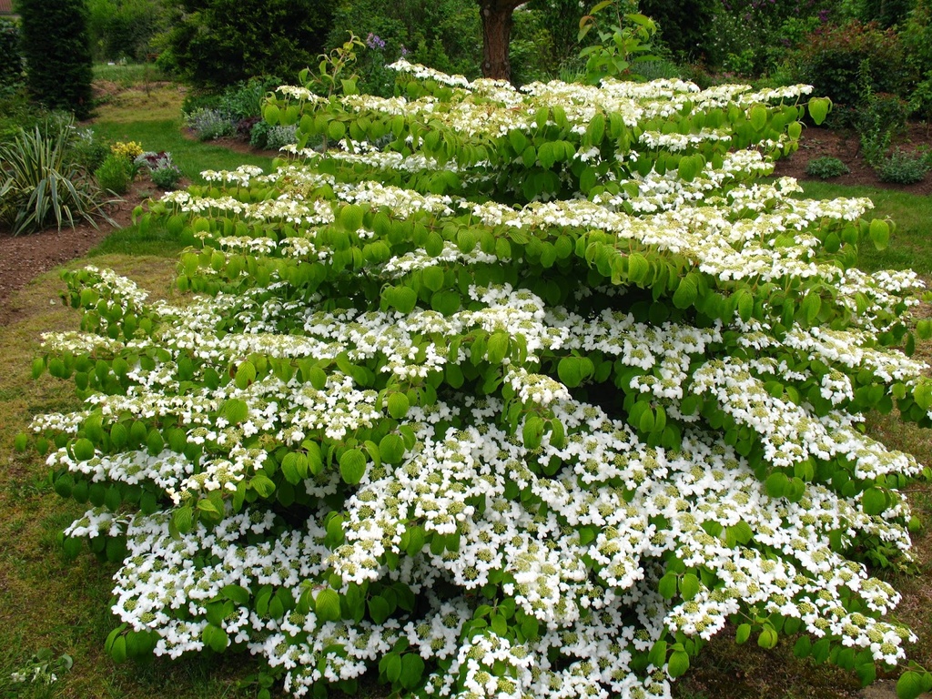 [VIPMARI] VIORNE DE CHINE (—, 60/80cm, pot 7.5L)