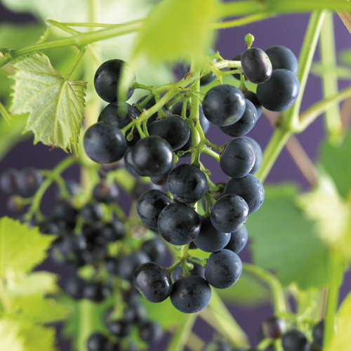 [VIREGEN] Druivelaar 'Regent' BUITENDRUIF BLAUW