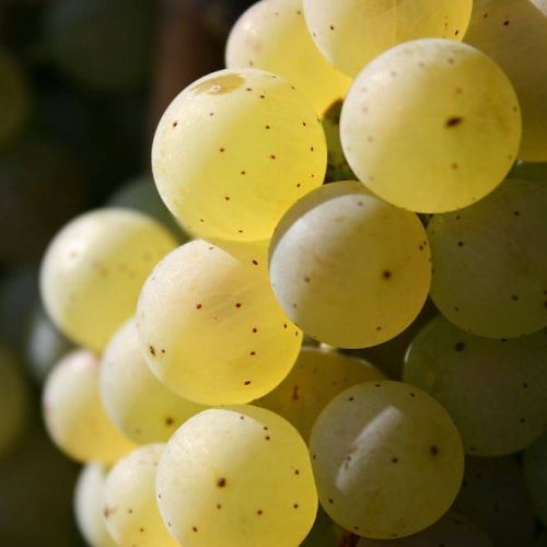 [VIRIESLI.P18] Druivelaar 'Riesling' BUITENDRUIF WIT