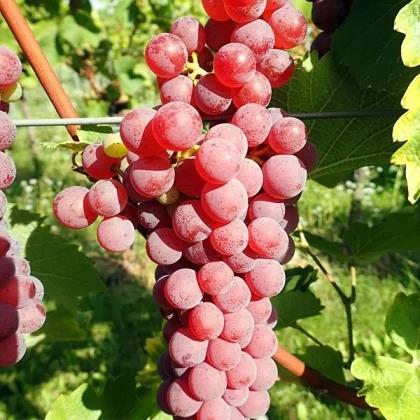 [VISGRIS] Druivelaar 'Souvignier Gris' BLAUWE DRUIF