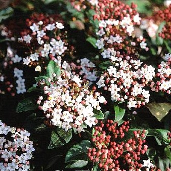 [VITGWEN] Viburnum tinus 'Gwenlian' (—, 40/60cm, pot  10L)