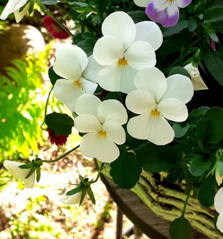 [VIVWHIT] Viola (C) 'Velour White'