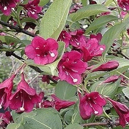 [WEBRUBY] Weigela 'Bristol Ruby' (—, 60/+cm, pot 6.5L)