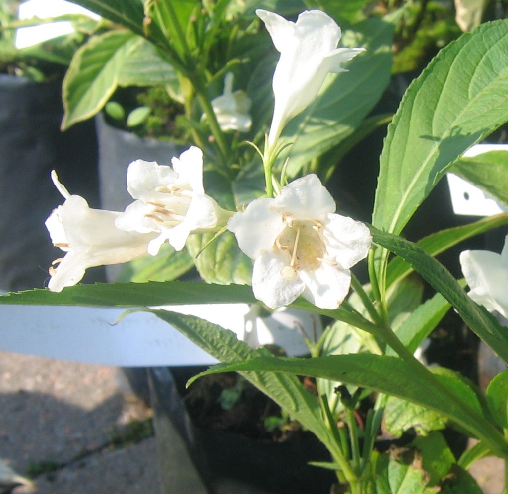 [WECANDI] Weigela 'Candida' (—, —, pot 7.5L)