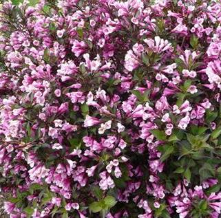[WEFNPUR] Weigela florida 'Nana Purpurea' (—, pot 2L)
