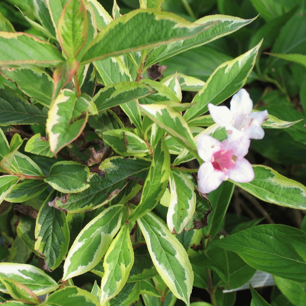 [WEFNVAR] Weigela florida 'Nana Variegata' (—, 60/+cm, pot   6.5L)