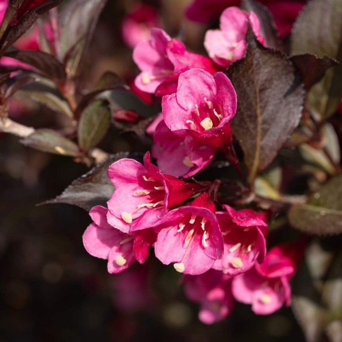 [WEFVICT] Weigela florida 'Victoria' (pot 3L)