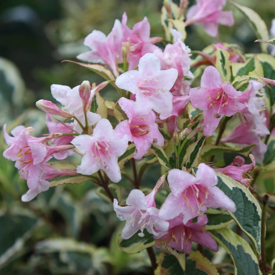 [WEFVARI] Weigela florida 'Variegata' (40/60cm, pot 2.5L)