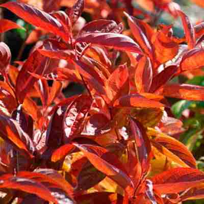 [WEFWOFI] Weigela florida 'Wings of Fire'