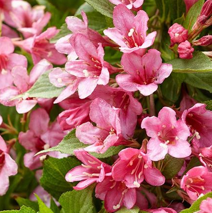 [WEROSEA] Weigela 'Rosea' (pot 3L)