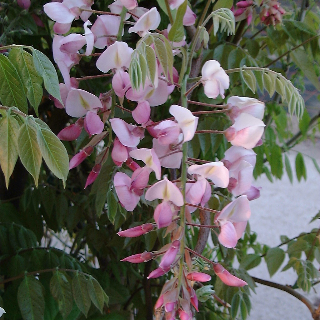 [WIBSBEN] GLYCINE (—, —, pot haute tige 8/10)