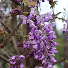 [WIBSIFU] Wisteria brach. 'Ikoyama Fuji' (stam, 160cm, pot)