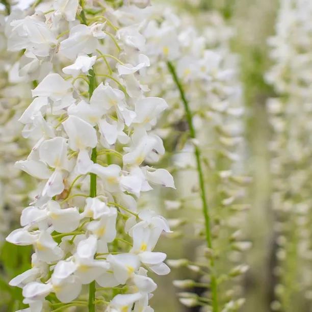 [WIBSKFU] Wisteria brach. 'Shiro Kapitan Fuji' (—, —, pot 3l 150/200cm)