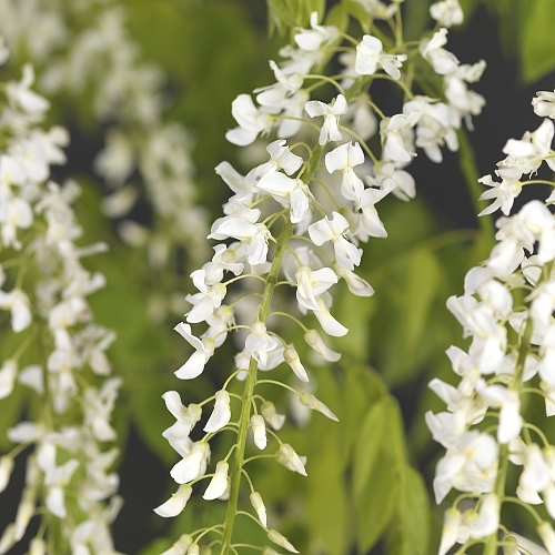 [WIFALBA] GLYCINE (baton, —, pot)