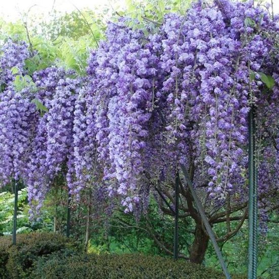 [WIFVPLE] Wisteria flor. 'Violacea Plena' (baton, 75cm, pot 2.25L)