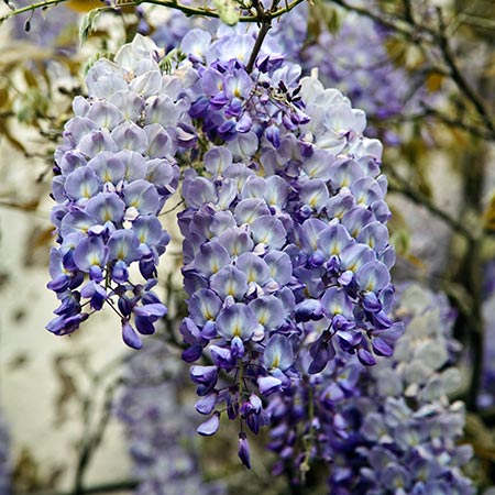 [WIMBMO.POT7] Wisteria macr. 'Blue Moon' (baton, 75cm, pot 2.25L)