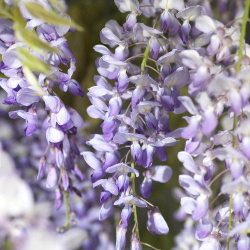 [WISINEN] GLYCINE (tige, 120cm, pot 25L)