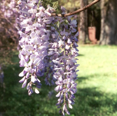 [WISINER] GLYCINE