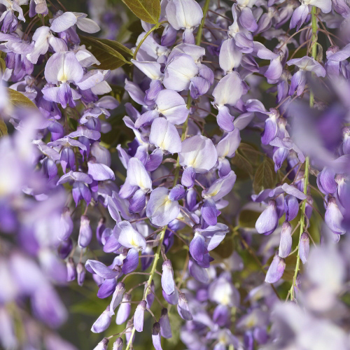 [WISPROL] GLYCINE (—, 175/200cm, pot 3L)