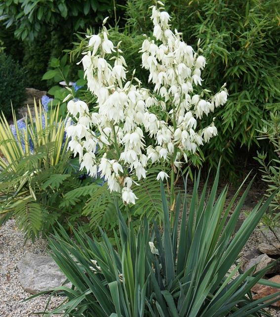 [YUFILAM] Yucca filamentosa (pot   9cm)