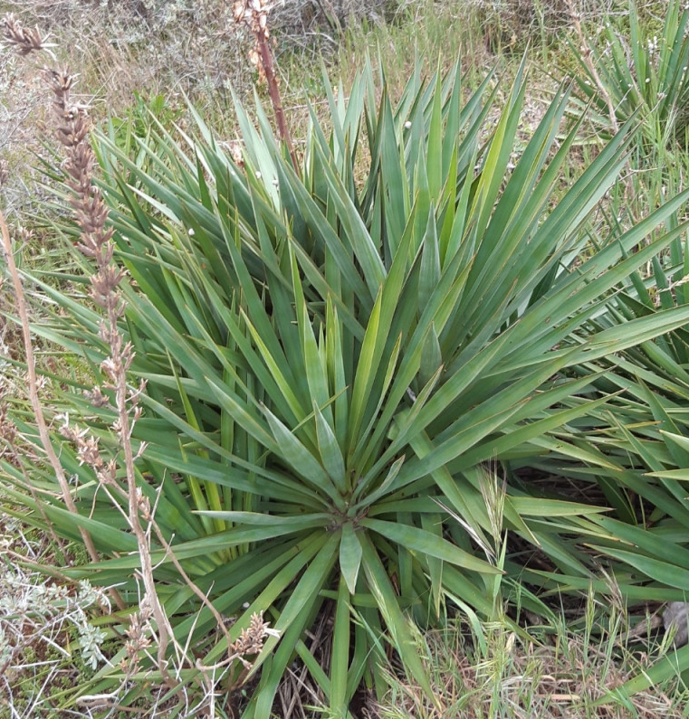 [YUGLORI] Yucca gloriosa (pot   7.5L)
