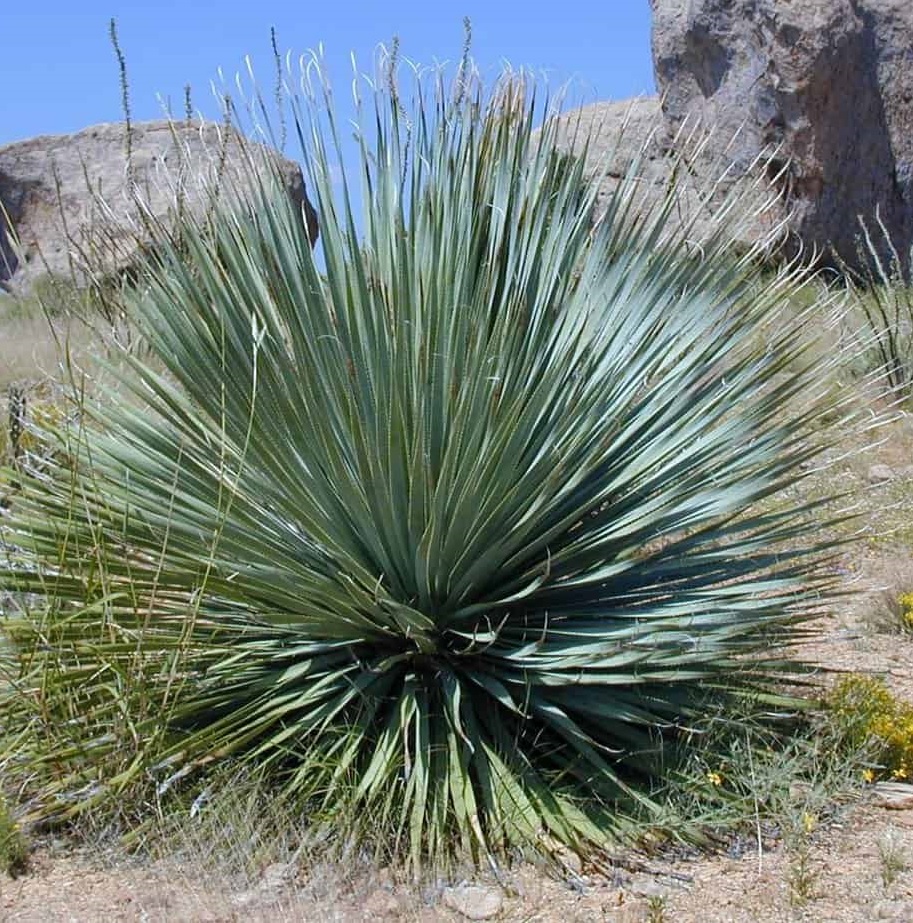 [YUROSTR] YUCCA ROSTRÉ (—, pot 10L)