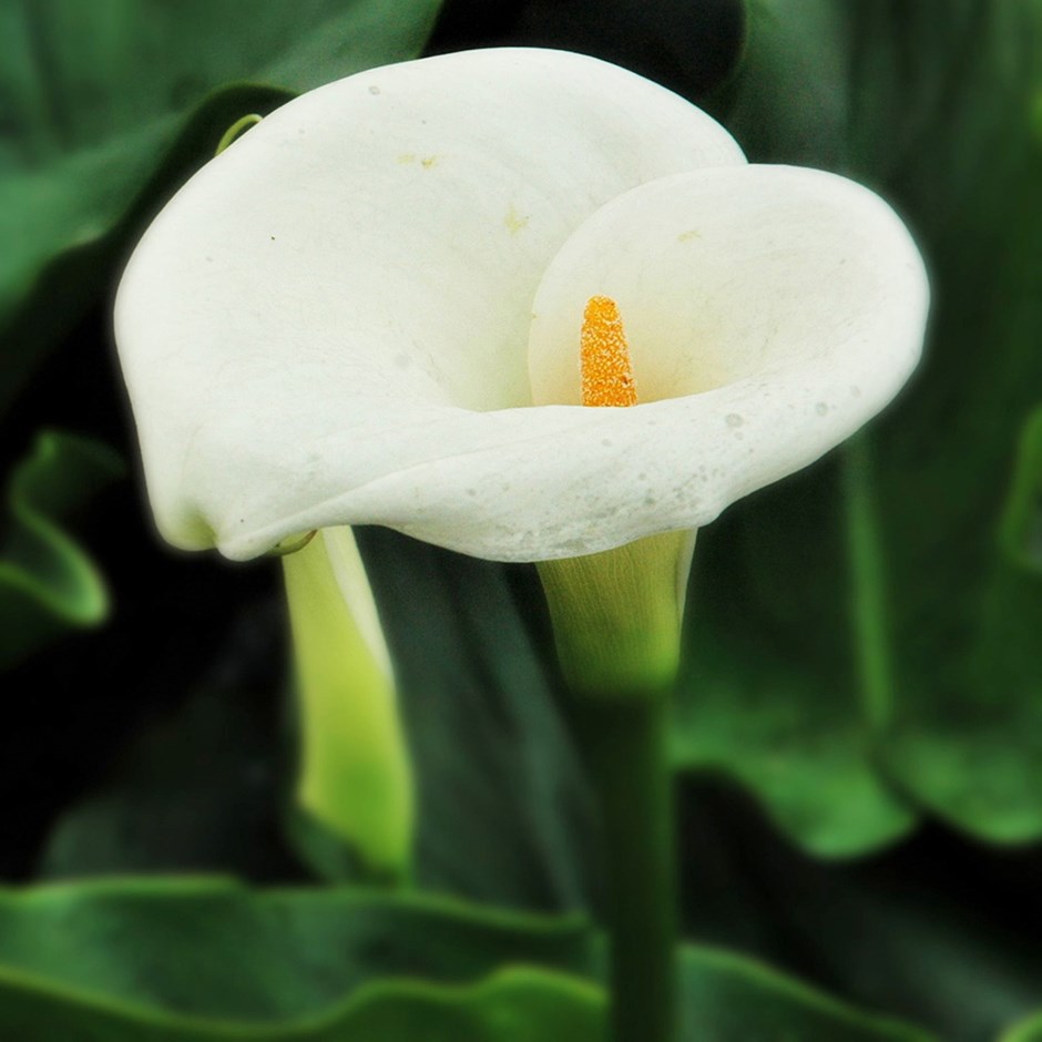 [ZAAETHI] Zantedeschia (—, pot   1L)