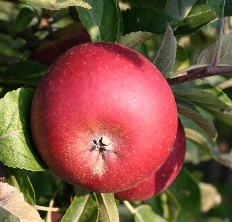 [APIMARI] Appel 'INGRID MARIE' (hoogstam, 8/10, —)