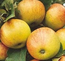 [APJGRIE] Appel 'JAMES GRIEVE' (halfstam, —, pot)