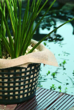 [1064353] WATERPLANTDOEK