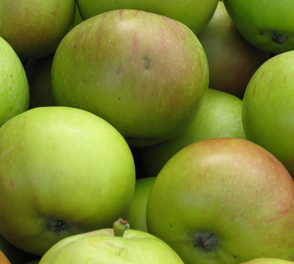 [APJLEBE] Appel 'JACQUES LEBEL' (hoogstam, 8/10, —)