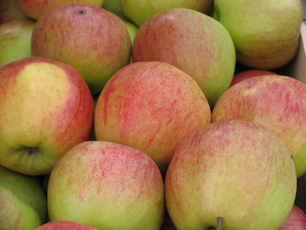 [APJONAG] Appel 'JONAGOLD' (halfstam, —, pot)