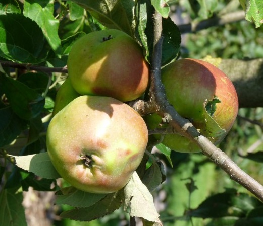 [APKARMI] Appel 'KARMIJN' (laagstam, —, —)
