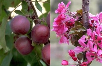 [APMAYPO] Ballerina® 'MAYPOLE' (pot zuilvorm)