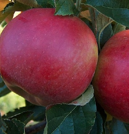 [APMELRO] POMME 'MELROSE' (haute tige, 8/10, —)