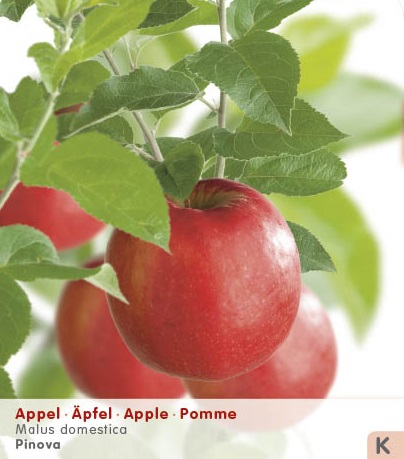 [APPINOV] Appel 'PINOVA' (laagstam, pot)