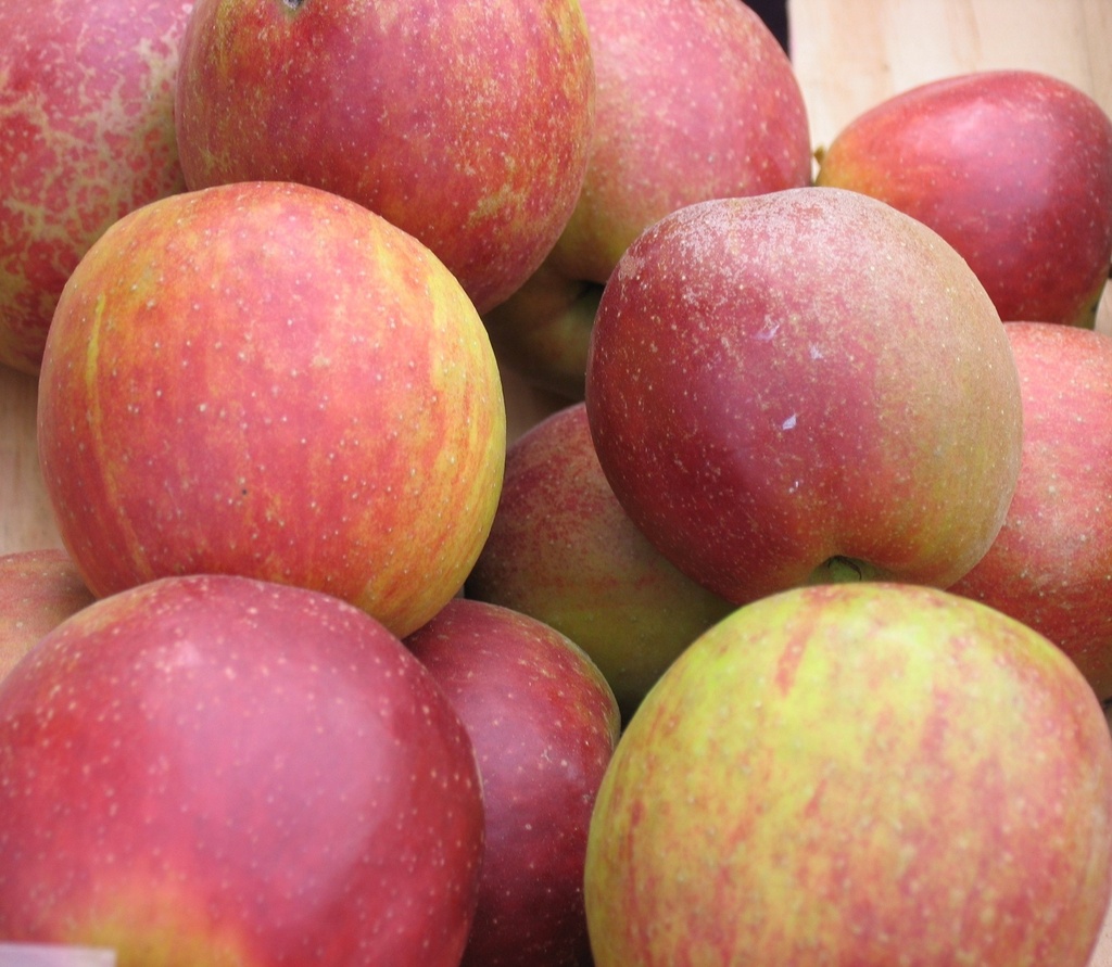 [APRBOSK] Appel 'RODE BOSKOOP' (halfstam, —, pot)
