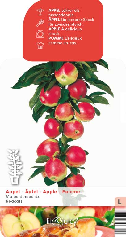 [APREDCA] POMME 'REDCATS'