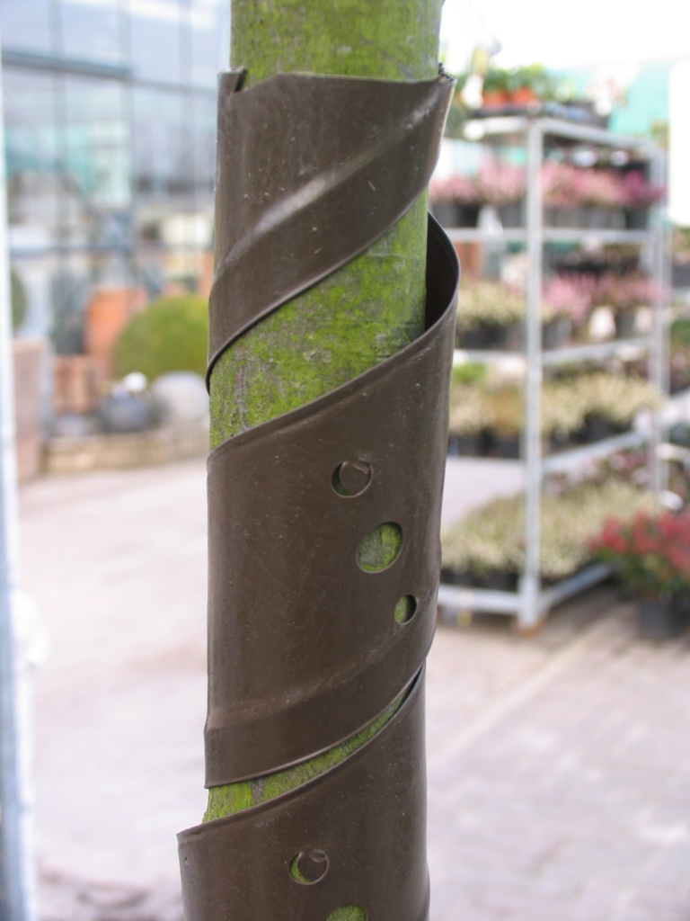 [BOKUNSS] PROTECTION POUR TRONCS D'ARBRE (en plastique gris) spirale (60cm, 60cm)