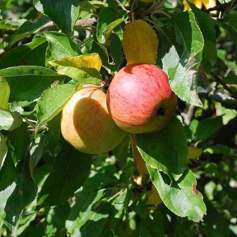 [APRRENN] Appel 'REINE DES REINETTES' (halfstam, —, —)
