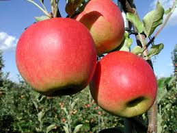 [APSANTA] POMME 'SANTANA'® (haute tige, 8/10, —)