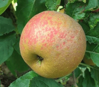 [APSBOSK] POMME 'BELLE DE BOSKOOP' (demi tige, —, pot)