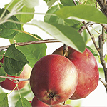 [APSUMME] Appel 'SUMMERRED' (halfstam, —, pot)