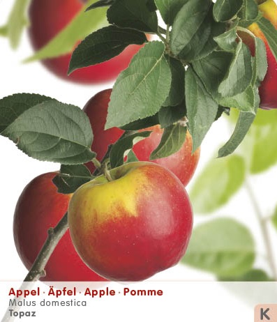 [APTOPAZ] Appel 'TOPAZ'® (laagstam, pot)