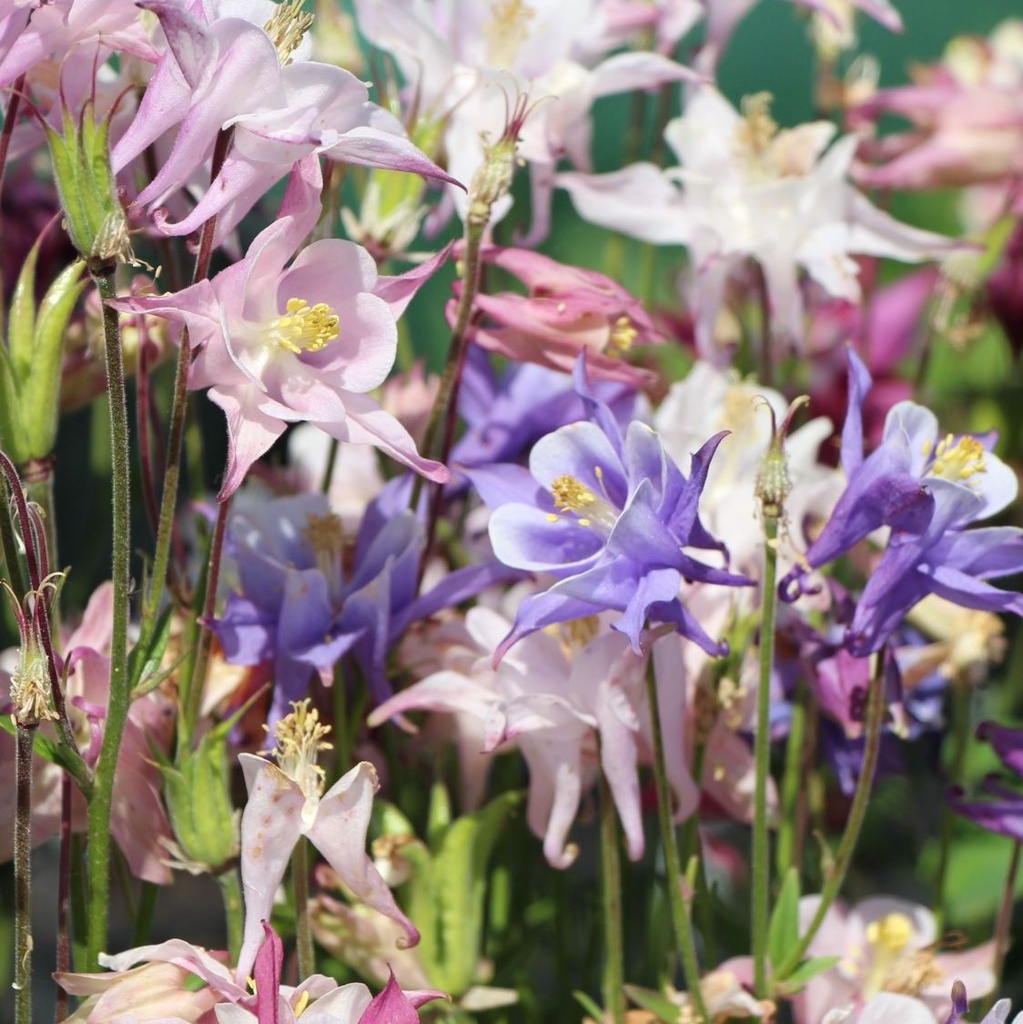 [AQBIEDE] Aquilegia 'Biedermeier' (pot   9cm)