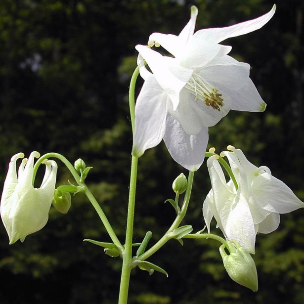 [AQCKRIS] Aquilegia caer. 'Kristall'