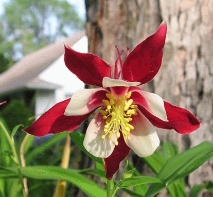 [AQCSTAR] Aquilegia 'Crimson Star' (pot   9cm)